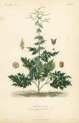 Bugbane eller cohosh, Actaea cimicifuga, Cimicifuga foetida, Cimicaire fetide