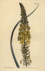 Bulbine asphodeloides (Glaucous leafed anthericum, Anthericum longiscapum)