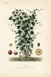 Calumbaträd, Jateorhiza columba, Cocculus palmatus, Colombo
