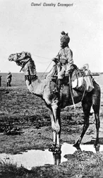 Kamelkavalleritransport, Indien, 1900-talet