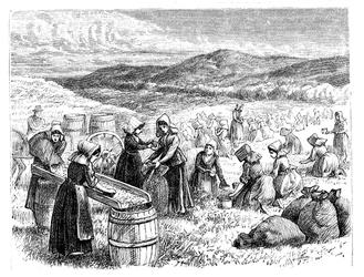 Cape Cod-kvinnor som plockar och sorterar tranbär, 1875
