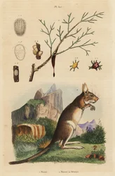 Kaphare, Lepus capensis 2 och mannaaska, Fraxinus ornus