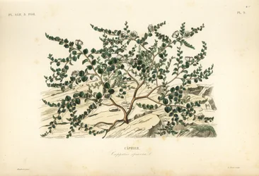 Kaprisbuske eller Flindersros, Capparis spinosa, Caprier