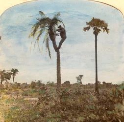 Kapten Osman skjuter från ett träd med hjälp av remmar, Indien, 1900-talet