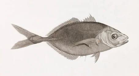 Caranx Lune, närbild