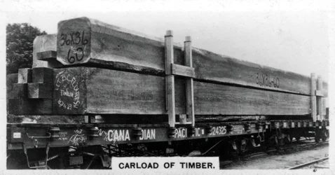 Last av douglasgran, Kanada, c1920-talet