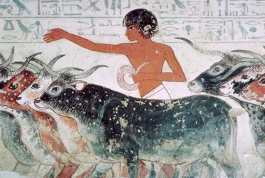 Boskap för inspektion: väggmålning från Nebamuns grav nr 5, Egypten, c1350 f.Kr.
