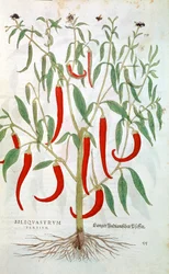 Cayennepepparväxt Capsicum, 1500-tal