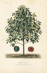 Champakträd, Magnolia champaca, Michelia champaca, Michelie champac