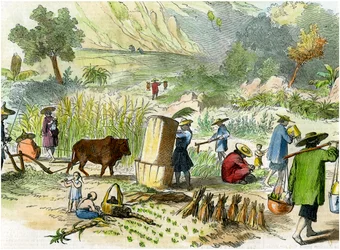 Kinesisk skörd, Hong Kong, c1875