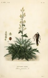 Kinesisk rabarber eller rabarberrot, Rheum palmatum, Rabarberpalmer