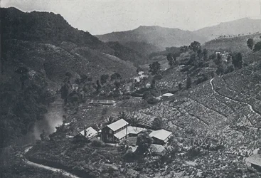 Singalesisk teplantage, 1924
