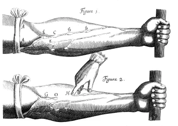 Blodets cirkulation, 1628