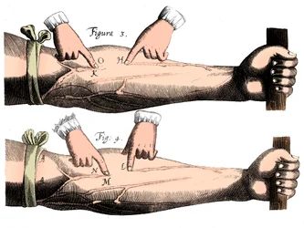 Blodets cirkulation, 1628