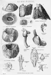 Cirripedia, 1800-talet