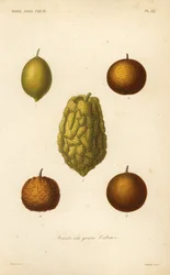 Citrusfrukter, frukter du genre citrus