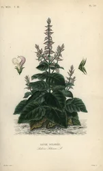 Salvia, Salvia sclarea, Sauge sclaree