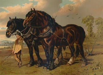 Clydesdale Stallion & Mare, c1879.