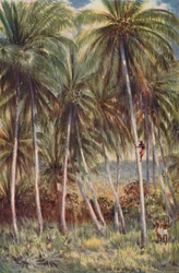 Coco-Nut Palms i norra Queensland, 1923.