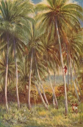 Kokosnötspalmer, 1924