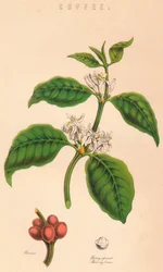 Kaffe, c1800-talet