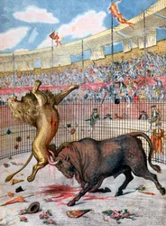 Kamp mellan ett lejon och en tjur, Spanien, 1894