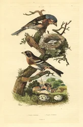 Vanlig bofink, Fringilla coelebs, bo och ägg, och bramling, Fringilla montifringilla med ägg Pinson commun et pinson d