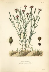 Klint, Agrostemma githago, Githago segetum, Nielle des blés, handkolorerad stålgravyr av L
