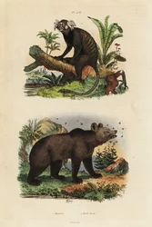 Vanlig silkesapa, Callithrix jacchus 1, och brunbjörn, Ursus arctos, med bin 2
