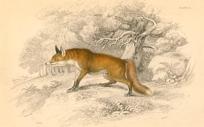 Vanlig eller röd räv Vulpes vulpes, 1828