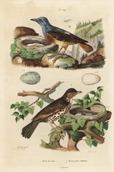 Vanlig stentrast med bo och ägg, Monticola saxatilis, och sångtrast med bo och ägg, Turdus philomelos