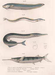 Vanlig ormfisk. Vanlig tobis. Vanlig Hornhecht. Brasiliansk halvnäbb, ca 1850-talet