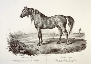 Köpenhamn, hertigen av Wellingtons häst, 1800-talet