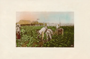 Tobaksskörd. - Tobaksplantage., c1910