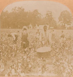Bomullsplockning., c1900