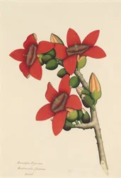 Cotton Tree Flowers, ca. 1800-1805.