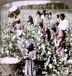 Bomull är kung - plantagescen med plockare på jobbet. Georgien, ca 1900
