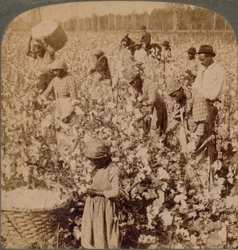 Bomull är kung - plantagescen med plockare på jobbet. Georgien, ca 1900