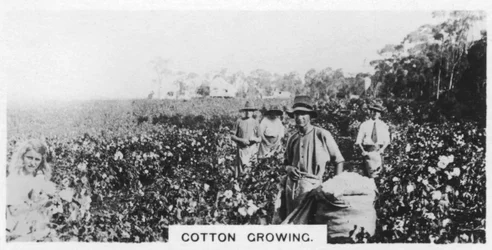 Bomullsplockning, Australien, 1928