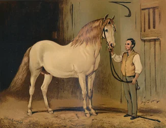 Cream statlig vagnhäst. Av Hennes Majestäts Stud, c1879.