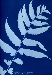 Cyanotyp av Diplazium grandifolium