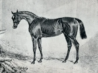Cyprianus, 1800-talet, 1911