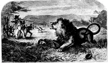 David Livingstone, räddad från ett lejon av Mebalwe, en infödd skolmästare, 1857