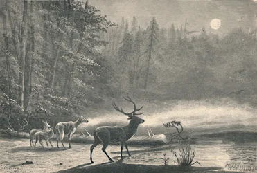 Hjortar vid sjön St. Regis, på natten, 1883