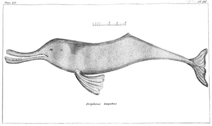 Delphinus Ganges Ganges River Dolphin, 1799