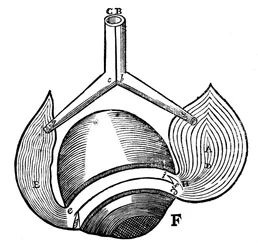 Descartes representation av de antagonistiska ögonmusklerna, 1692