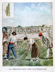 Förstör gräshoppan, 1901