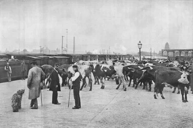 Avlägsning av boskap, LNWR-depå, York Road, London, c1903 1903