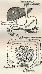 Diagram som visar matsmältningskanalen, som går rakt igenom kroppen, c1934