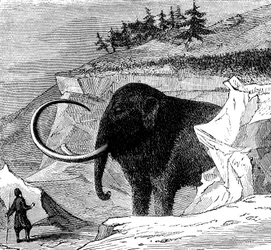 Upptäckt av en ullig mammut, 1779 c1870